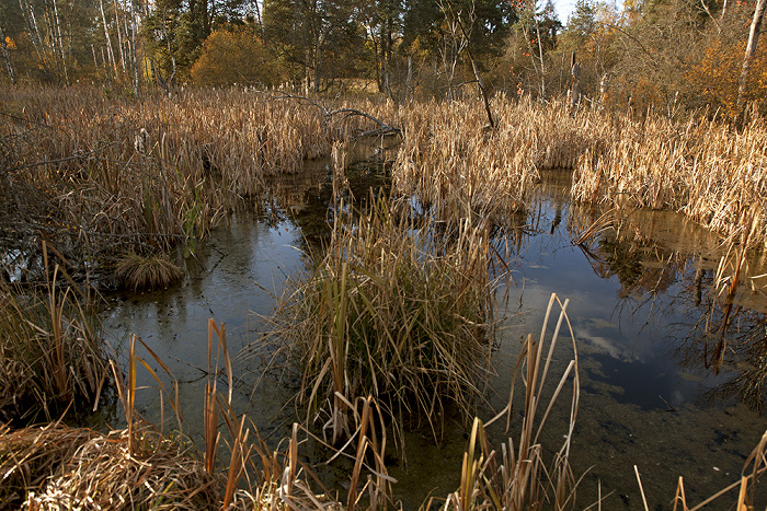 VS-Schwenningen Schwenninger Moos