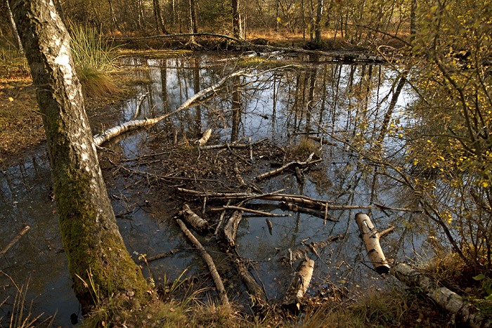 VS-Schwenningen Schwenninger Moos