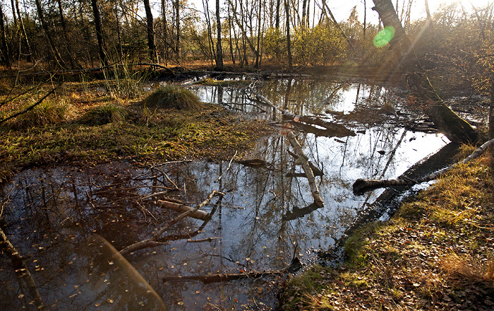 VS-Schwenningen Schwenninger Moos