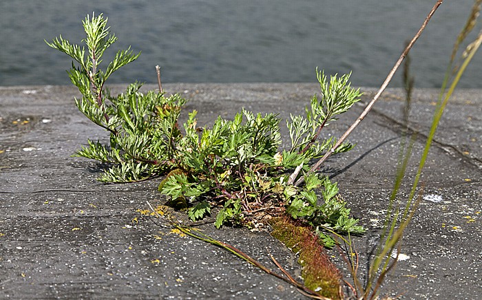 Kastell Vaxholm