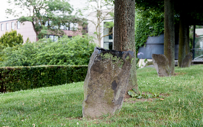 Kassel Eichen mit Basaltsteinen, Teil des Projektes 7000 Eichen (von Joseph Beuys) - documenta 7