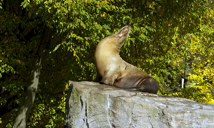 Karlsruhe Zoologischer Stadtgarten: Seelöwe Zoologischer Garten