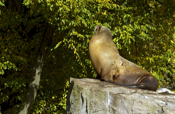 Zoologischer Stadtgarten: Seelöwe Karlsruhe