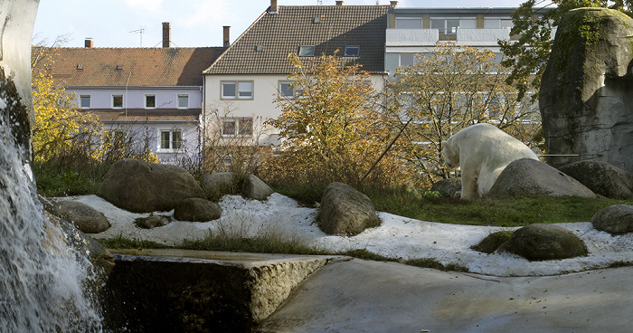 Zoologischer Stadtgarten: Eisbär Karlsruhe