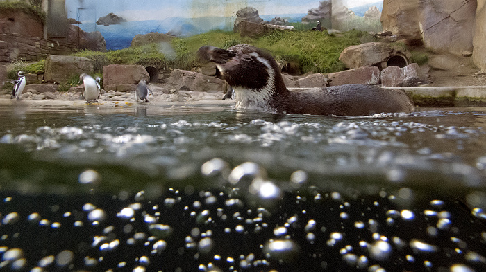 Karlsruhe Zoologischer Stadtgarten: Pinguine Zoologischer Garten