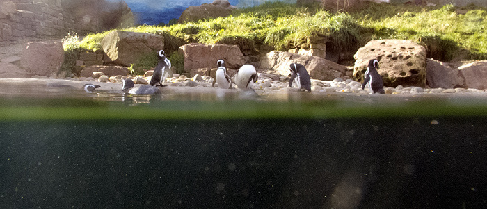 Zoologischer Stadtgarten: Pinguine Karlsruhe