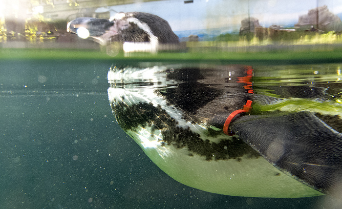 Zoologischer Stadtgarten: Pinguin Karlsruhe