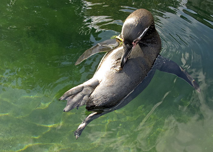 Zoologischer Stadtgarten: Pinguin Karlsruhe