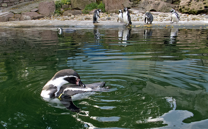 Zoologischer Stadtgarten: Pinguine Karlsruhe
