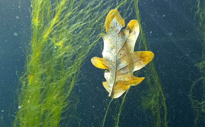 Zoologischer Stadtgarten: Aquarium Karlsruhe