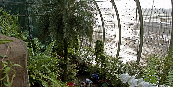 Singapur Singapore Changi International Airport: Terminal 3 - Schmetterlingsgarten Changi Airport