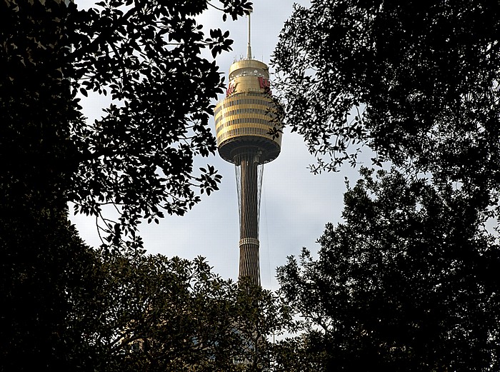 Blick aus dem Hyde Park auf den Sydney Tower