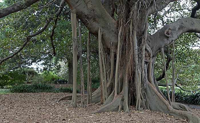 Sydney Royal Botanic Gardens: Großblättrige Feige (Ficus macrophylla)
