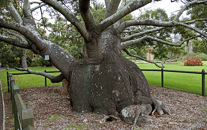 Sydney Royal Botanic Gardens: Brachychiton rupestris (Flaschenbaum)