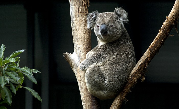 Sydney Taronga Zoo: Koala (Aschgrauer Beutelbär, Phascolarctos cinereus)