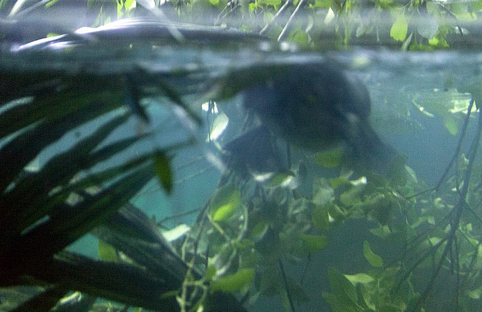Sydney Taronga Zoo: Schnabeltier (Ornithorhynchus anatinus)