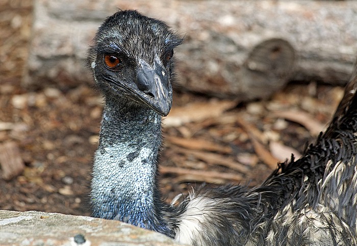 Sydney Taronga Zoo: Großer Emu (Dromaius novaehollandiae)