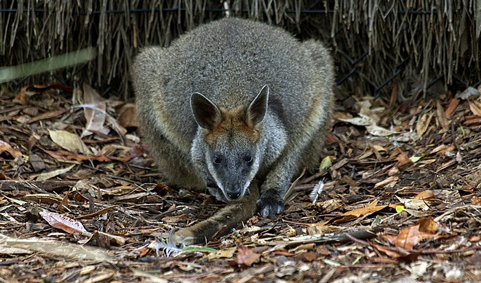 Taronga Zoo: Känguru Sydney