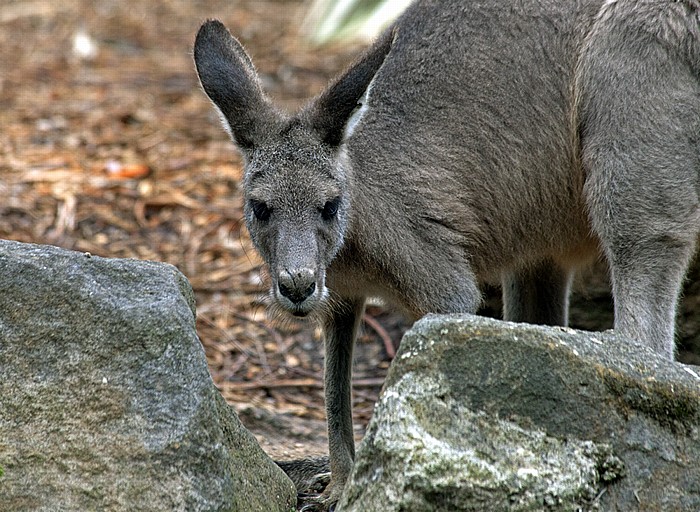 Sydney Taronga Zoo: Känguru