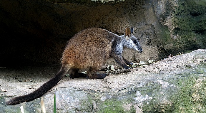 Sydney Taronga Zoo: Wallaby