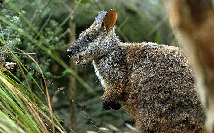 Sydney Taronga Zoo: Wallaby