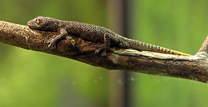 Sydney Taronga Zoo: Golden-tailed Gecko (Strophurus taenicauda)