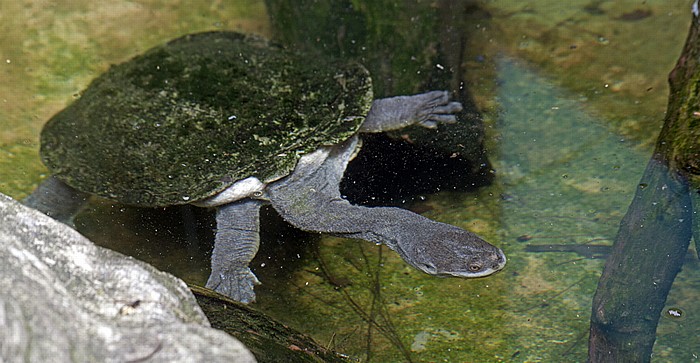 Taronga Zoo: Australische Schlangenhalsschildkröte (Chelodina longicollis) Sydney