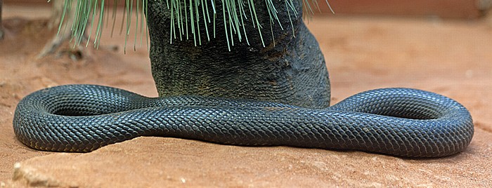 Sydney Taronga Zoo: Inlandtaipan (Oxyuranus microlepidotus)