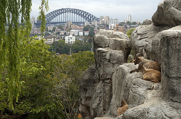 Sydney Taronga Zoo: Steinböcke Sydney Harbour Bridge