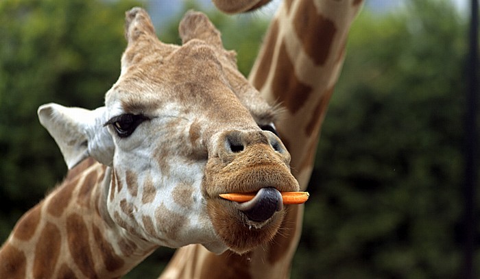 Taronga Zoo: Giraffe Sydney