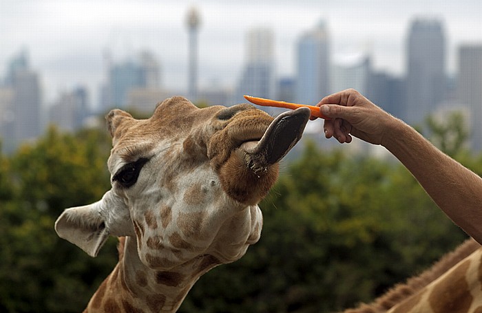 Sydney Taronga Zoo: Giraffe