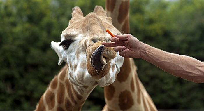Taronga Zoo: Giraffe Sydney