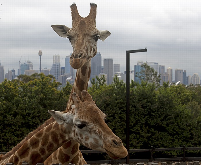 Sydney Taronga Zoo: Giraffen Central Business District