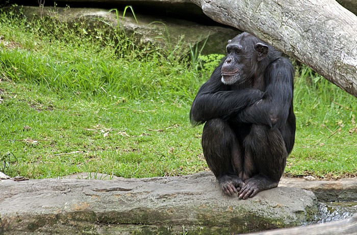 Taronga Zoo: Schimpanse Sydney