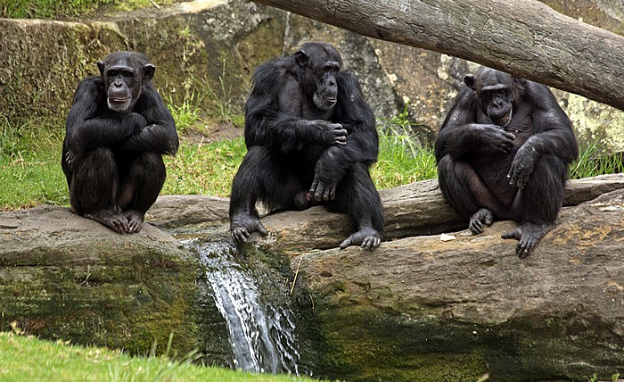 Sydney Taronga Zoo: Schimpansen