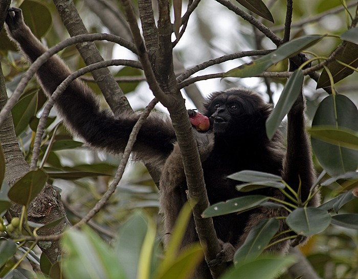 Taronga Zoo: Gibbon Sydney