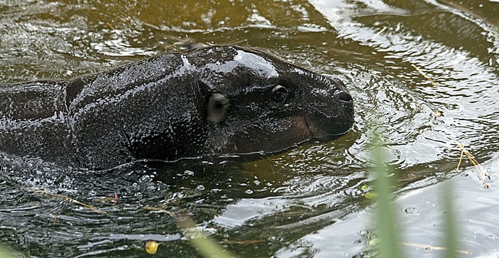 Sydney Taronga Zoo: Flusspferd (Hippopotamus amphibius)