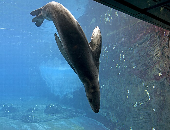 Taronga Zoo: Seeleopard Sydney