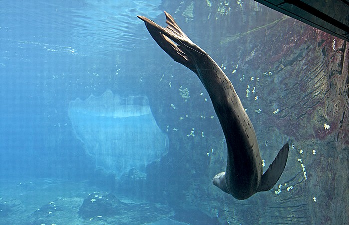 Sydney Taronga Zoo: Seeleopard