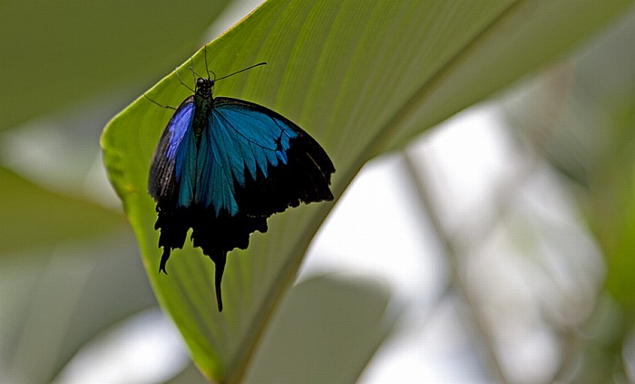 Australian Butterfly Sanctuary: Ulysses-Schwalbenschwanz (Odysseusfalter, Papilio ulysses) Kuranda