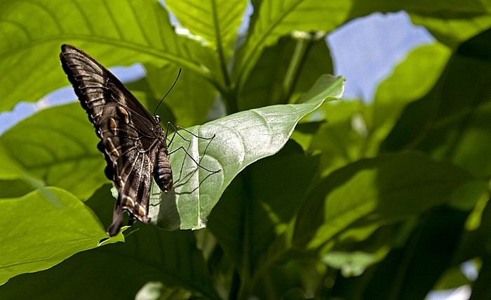 Australian Butterfly Sanctuary: Ulysses-Schwalbenschwanz (Odysseusfalter, Papilio ulysses) Kuranda
