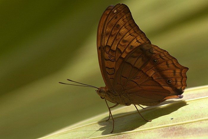 Australian Butterfly Sanctuary: Cruiser (Vindula arsinoe) Kuranda