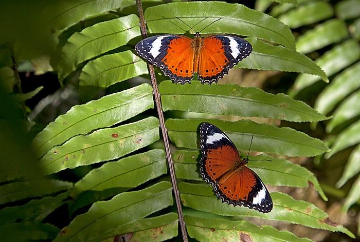 Australian Butterfly Sanctuary Kuranda