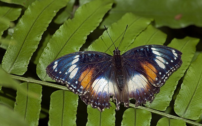 Kuranda Australian Butterfly Sanctuary: Gewöhnliche Eierfliege (Hypolimnas bolina) 