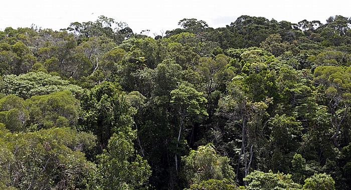 Blick aus der Skyrail Rainforest Cableway: Barron Gorge National Park Atherton Tablelands