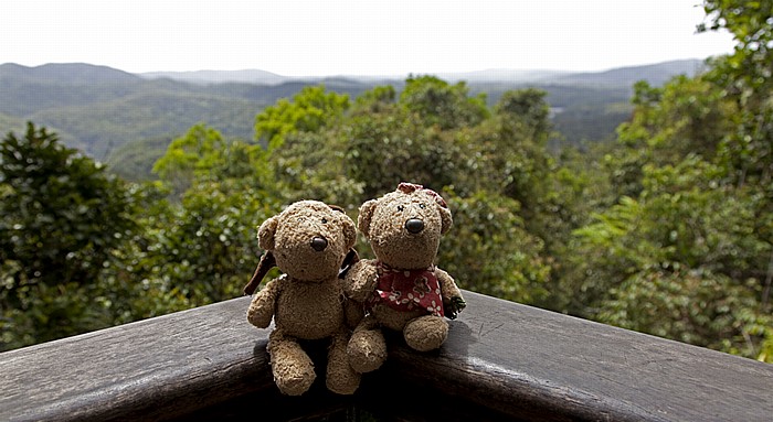 Atherton Tablelands Barron Gorge National Park: Teddy und Teddine