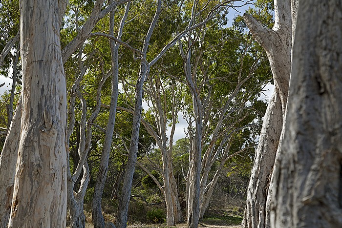 Eukalyptus-Bäume Wangetti Beach