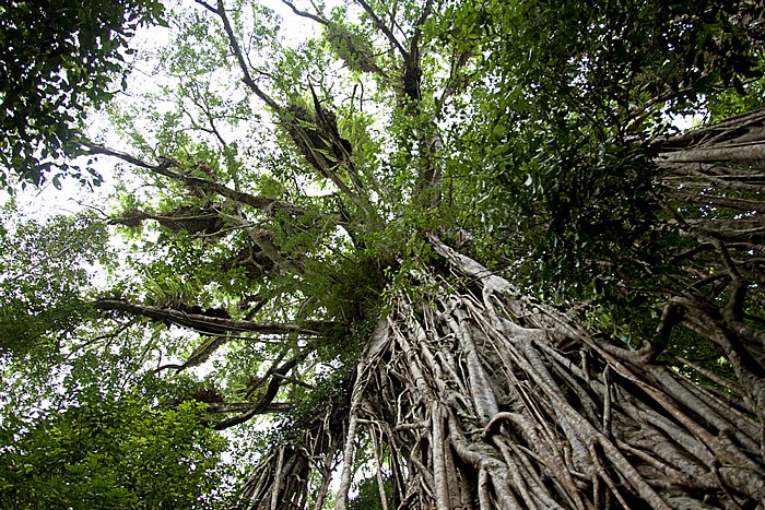 Atherton Tablelands Danbulla State Forest: Cathedral Fig Tree (Bengalische Würgefeige, Ficus virens)
