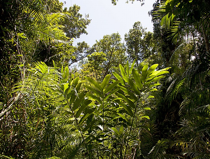 Daintree National Park Marrja Botanical Walk: Daintree Rainforest