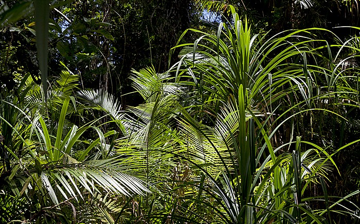Marrja Botanical Walk: Daintree Rainforest Daintree National Park
